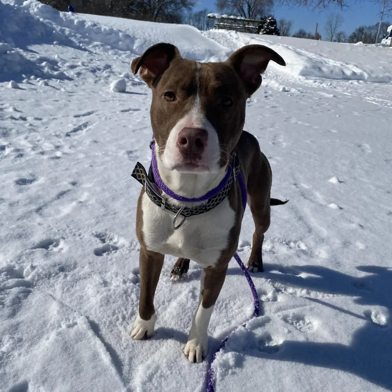 An adult medium-sized male Red / Chestnut / Orange Pit Bull Terrier dog named Scooby for adoption in Allegan, MI