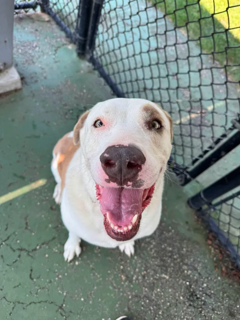 An adult extra large-sized female Hound dog named Nova for adoption in Southold, NY