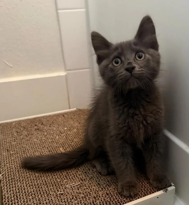 A baby medium-sized male Gray / Blue / Silver Domestic Medium Hair cat named Figaro for adoption in Sedalia, CO