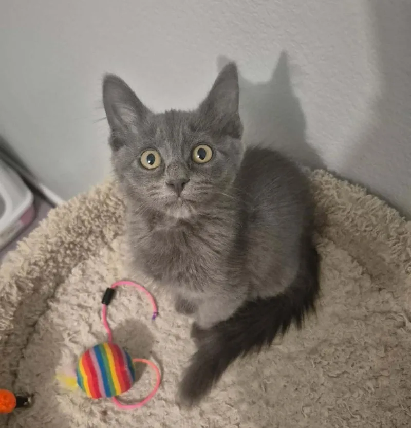 Figaro thumbnail 2