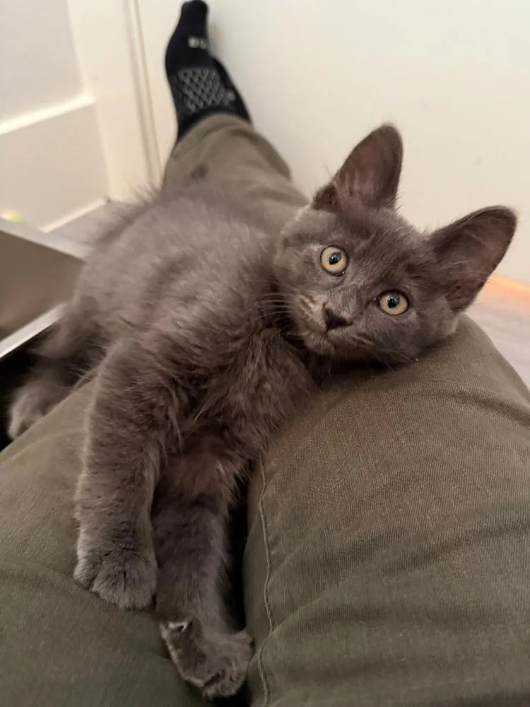 Figaro thumbnail 3
