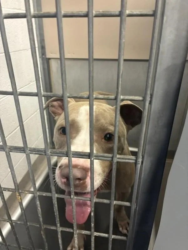 An adult large-sized male Pit Bull Terrier dog named Sam for adoption in Salt Lake City, UT