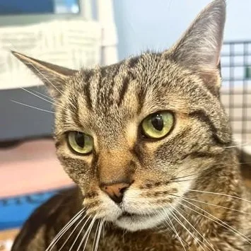 An adult extra large-sized male Tabby (Brown / Chocolate) Domestic Short Hair cat named Tommy for adoption in Ithaca, NY