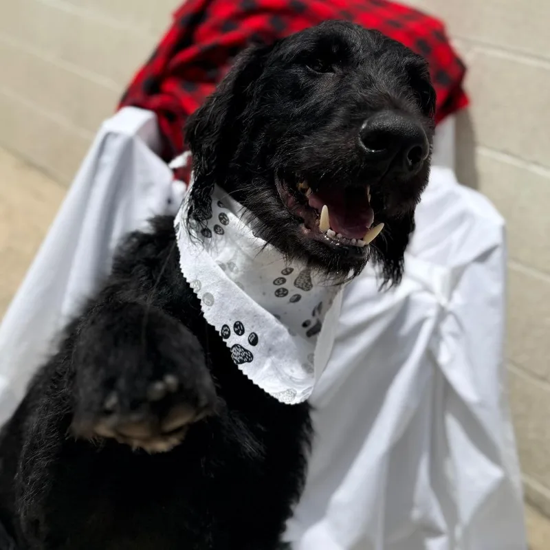An adult large-sized male Black Labrador Retriever dog named Seamus for adoption in Chesapeake, VA