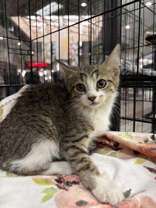 A baby small-sized female Domestic Short Hair cat named Trululu for adoption in Jackson, MI