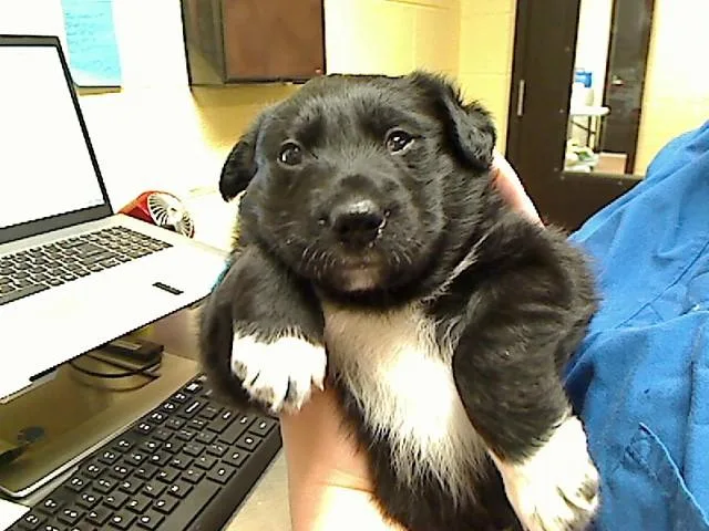 A baby medium-sized female German Shepherd Dog dog named Charity for adoption in Cookeville, TN
