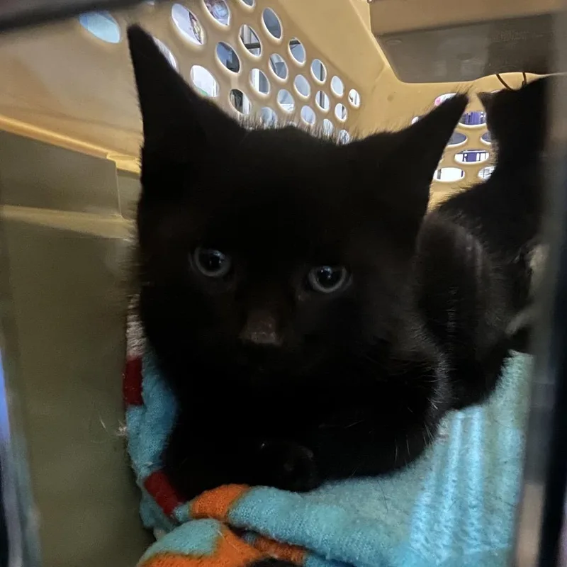 A baby small-sized male Black Domestic Short Hair cat named Burrell for adoption in Saugerties, NY