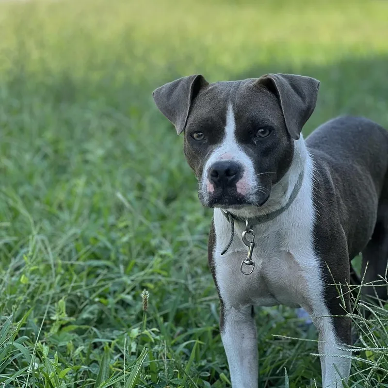 A young medium-sized female Gray / Blue / Silver Pit Bull Terrier dog named Siah for adoption in East Saint Louis, IL