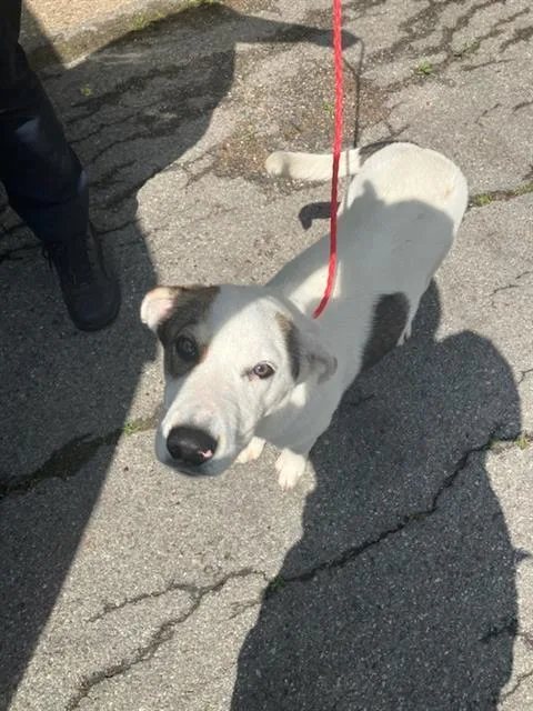 A baby large-sized male Mixed Breed dog named Yugio for adoption in Dallas, TX
