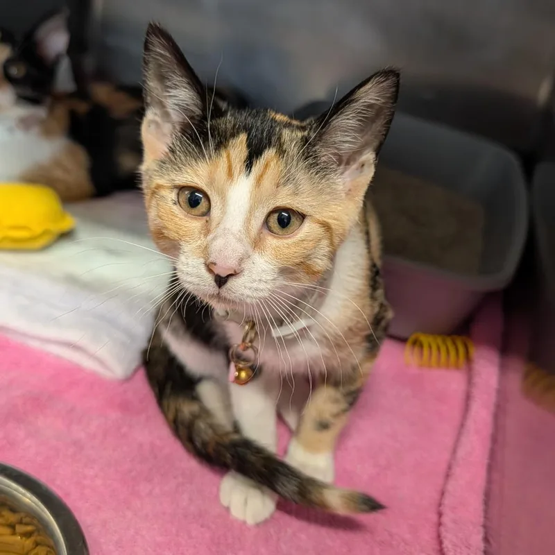 A baby medium-sized female Domestic Short Hair cat named Peaches for adoption in Cape Girardeau, MO