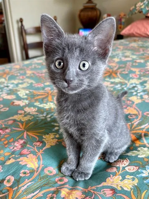 A baby small-sized male Domestic Short Hair cat named Coal for adoption in Tustin, CA