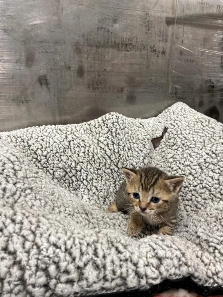 A baby medium-sized female Tabby (Buff / Tan / Fawn) Tabby cat named Mochi for adoption in Mira Loma, CA