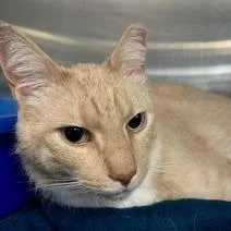 A senior small-sized male Domestic Short Hair cat named Libby for adoption in Newark, NJ