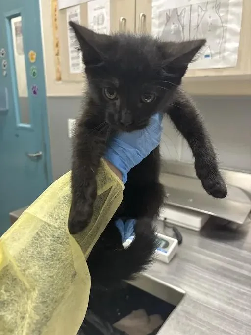 A baby small-sized male Domestic Short Hair cat named Holland for adoption in Las Vegas, NV