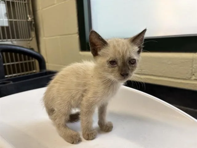 A baby small-sized male Siamese cat named A for adoption in Thousand Palms, CA
