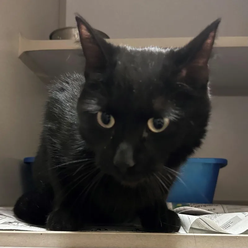 An adult medium-sized male Domestic Short Hair cat named Slate for adoption in Mason City, IA