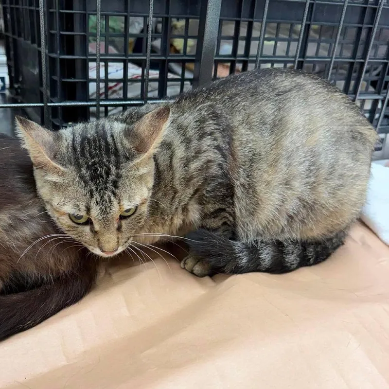 An adult medium-sized female Brown / Chocolate Domestic Short Hair cat named Shasta for adoption in Bastrop, TX
