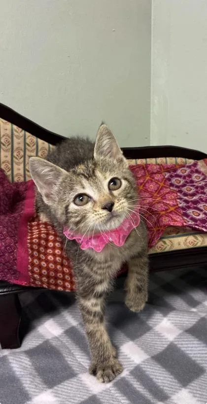 A baby medium-sized female Domestic Short Hair cat named Trout for adoption in Picayune, MS