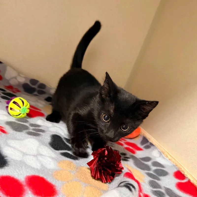 A baby small-sized male Black Domestic Short Hair cat named Doug for adoption in Great Falls, MT