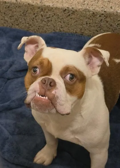 An adult medium-sized male American Bulldog dog named Rocket for adoption in Aiken, SC