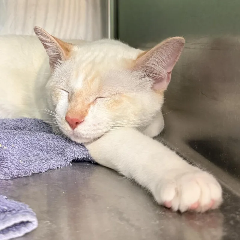 A young large-sized male Cream / Ivory Domestic Short Hair cat named Casper for adoption in Palm Springs, CA