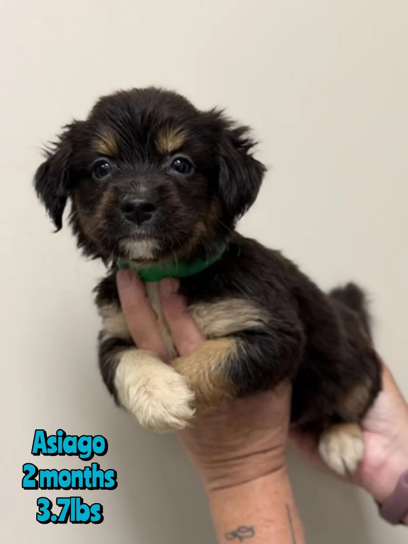 A baby small-sized male Mixed Breed dog named Asiago for adoption in Holbrook, NY