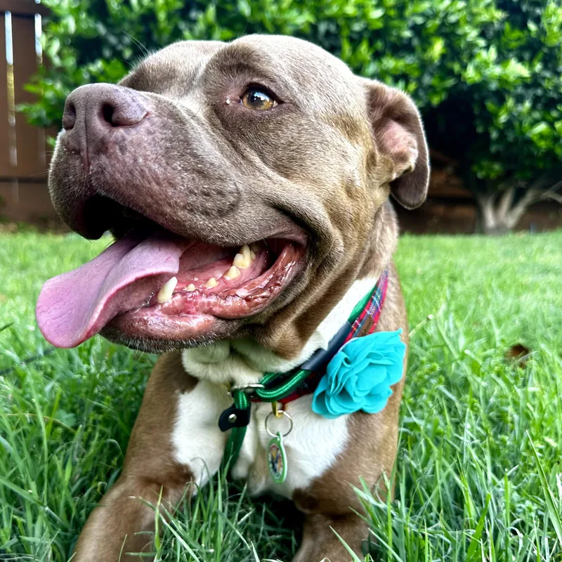 An adult large-sized female Brown / Chocolate Pit Bull Terrier dog named Brandi for adoption in Sun Valley, CA