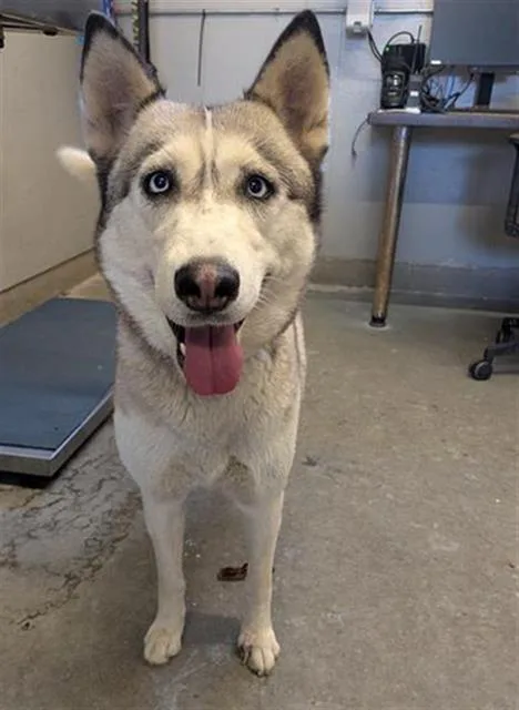 An adult large-sized female Siberian Husky dog named Norway for adoption in Camarillo, CA