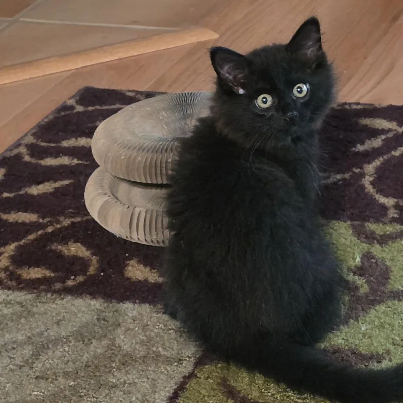 A baby small-sized male Black Domestic Long Hair cat named Emmet for adoption in Santa Rosa, CA