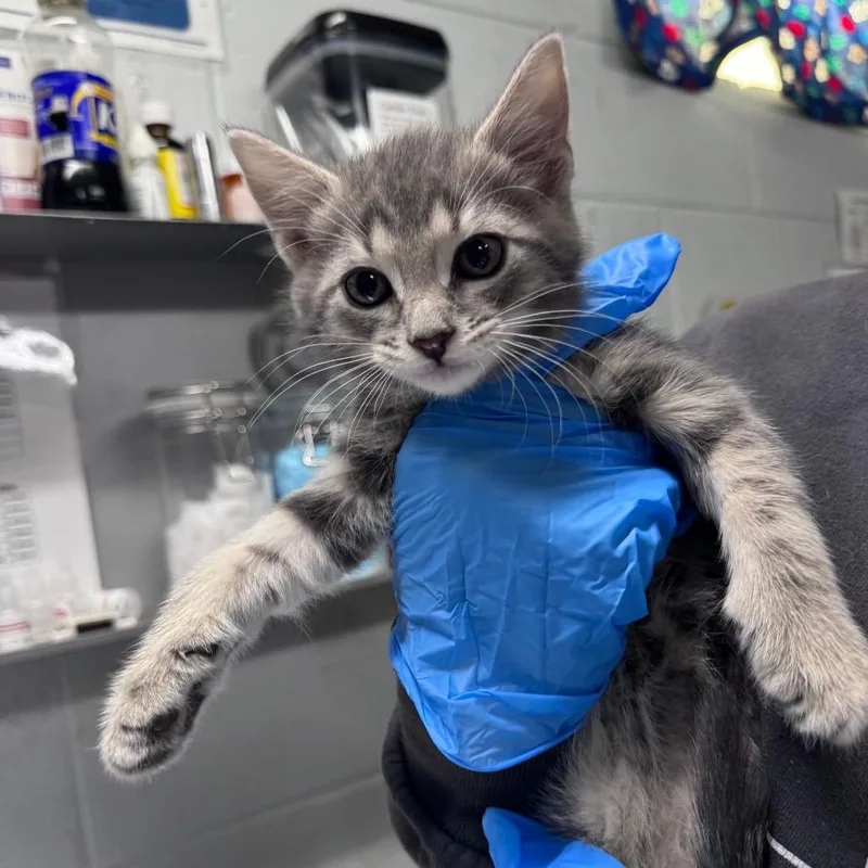 A baby small-sized male Gray / Blue / Silver Domestic Short Hair cat named Leo for adoption in Summerville, SC