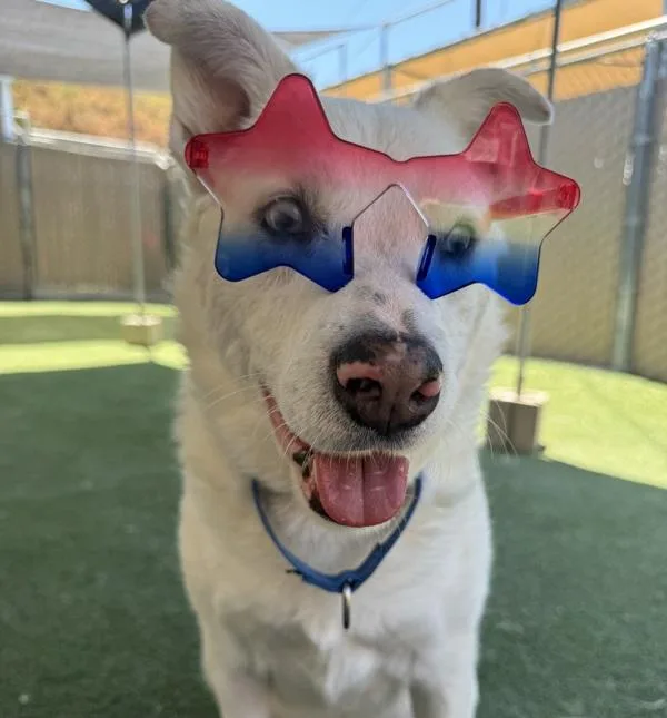 An adult large-sized male Australian Shepherd dog named Trooper for adoption in Oceanside, CA