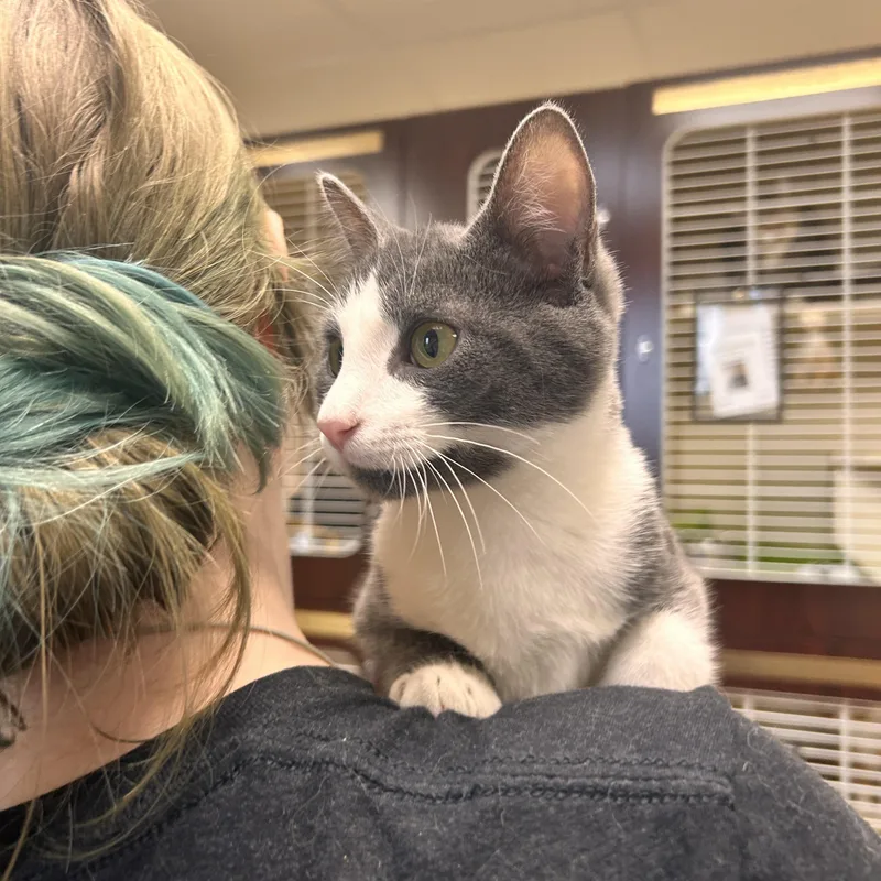 A young small-sized male Domestic Short Hair cat named Caraxes for adoption in Myerstown, PA