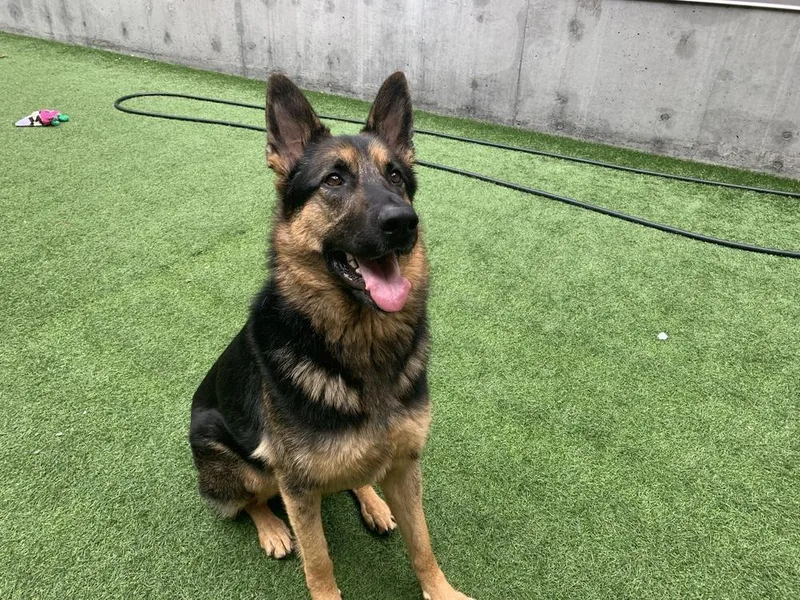 An adult large-sized female Brown / Chocolate German Shepherd Dog dog named Chloe for adoption in Fulton, CA