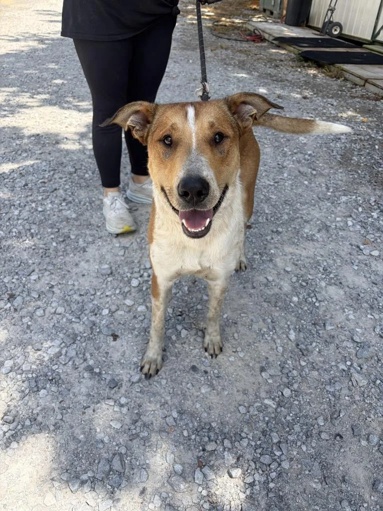 An adult large-sized male Labrador Retriever dog named Maddox for adoption in Lawrenceburg, TN