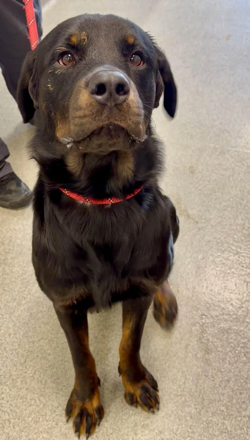 A young large-sized male Rottweiler dog named Riker for adoption in Hillsboro, NH