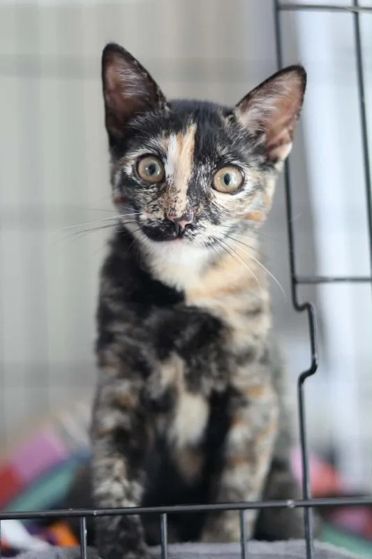 A baby small-sized female Tortoiseshell Domestic Short Hair cat named Bambi for adoption in Sunnyvale, CA