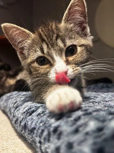 A baby small-sized female Domestic Short Hair cat named Amethyst for adoption in Washington, DC