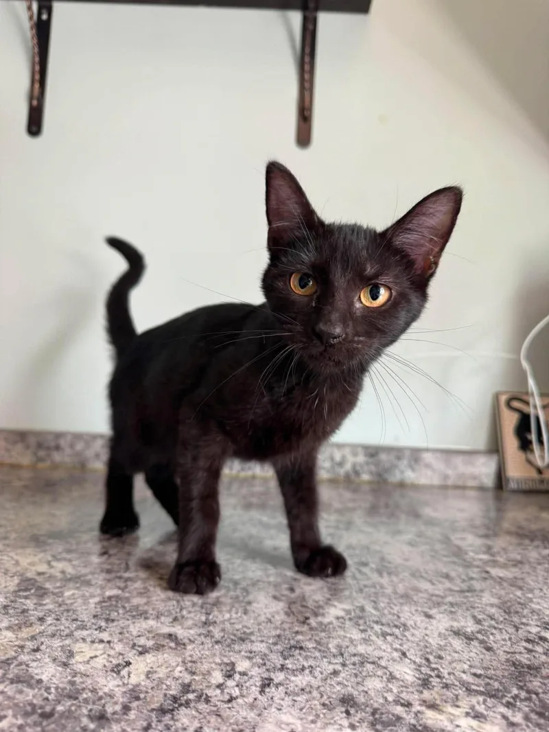 A young medium-sized female Black Domestic Short Hair cat named Primrose for adoption in Marion, IN