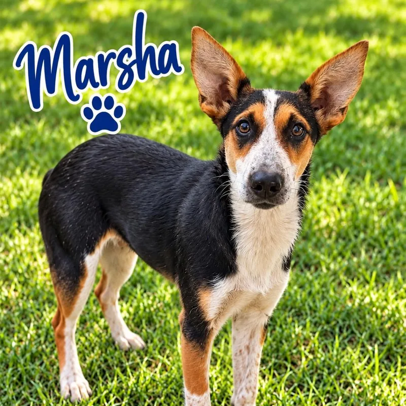 A young medium-sized female Black Cattle Dog named Marsha for adoption in Hohenwald, TN
