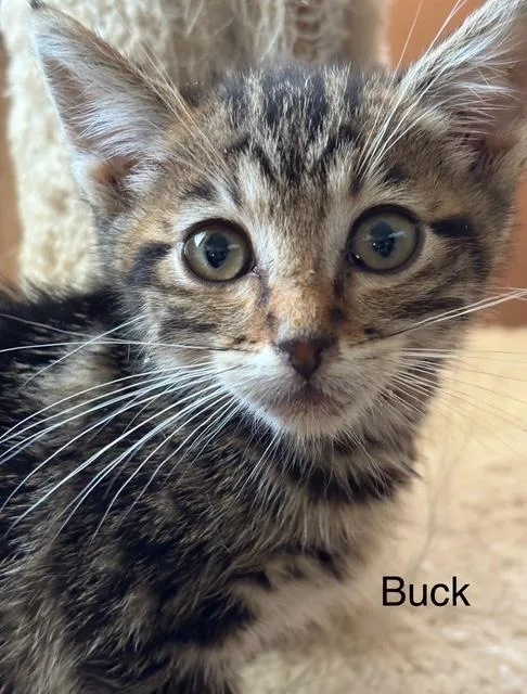 Buck