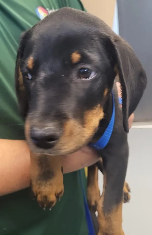 A baby small-sized male Rottweiler dog named Pen  Bubba for adoption in Lawrenceville, GA
