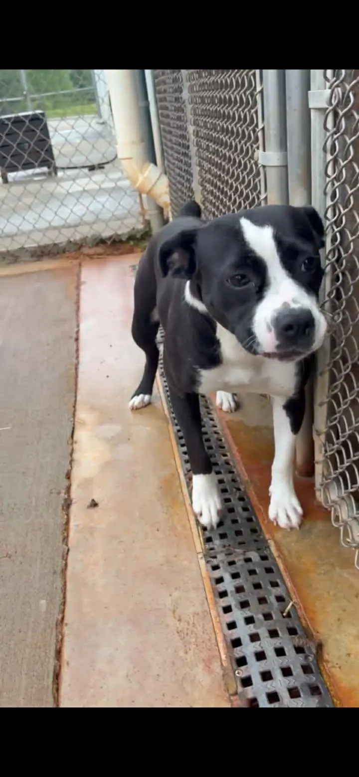An adult medium-sized female Black Boxer dog named Janice for adoption in Munfordville, KY