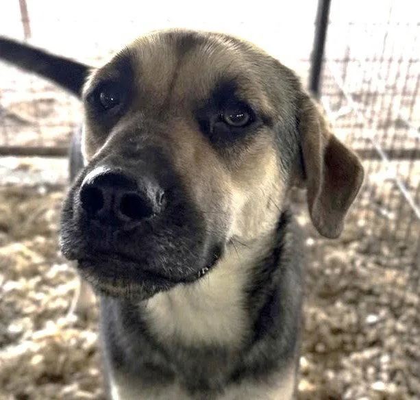 A young large-sized female German Shepherd Dog dog named Ruby for adoption in Bloomfield, CT