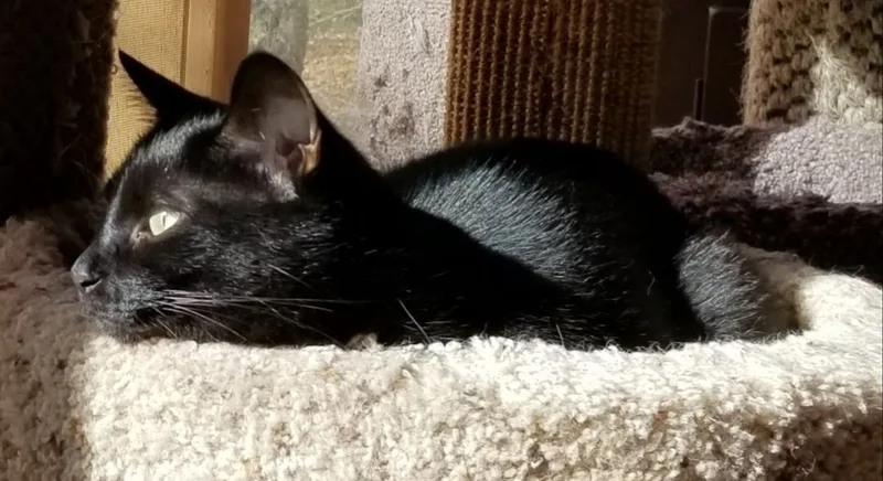 Midnight Ii thumbnail 2