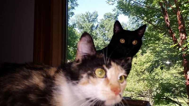 Midnight Ii thumbnail 3