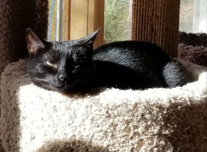 Midnight Ii thumbnail 4