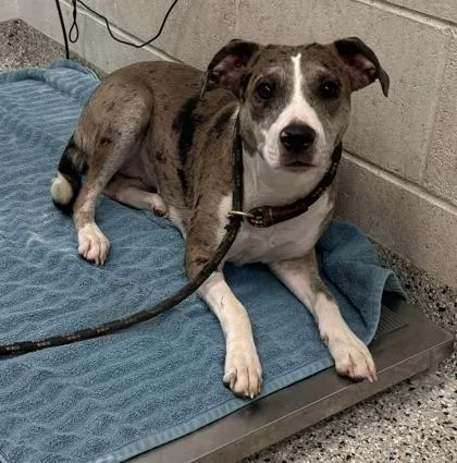 An adult medium-sized female Gray / Blue / Silver Mixed Breed dog named Adeline for adoption in Kansas City, MO