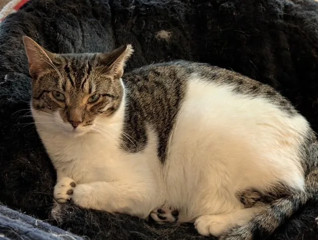 A young medium-sized female Tabby cat named ROBIN and STEVE for adoption in Churchville, PA