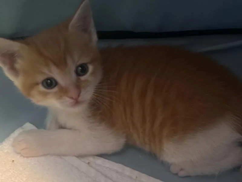 A baby small-sized male Orange & White Domestic Short Hair cat named Leo for adoption in Virginia Beach, VA