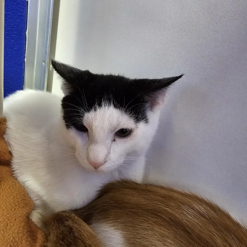 A baby medium-sized male White Domestic Short Hair cat named Damascus for adoption in Dunkirk, NY